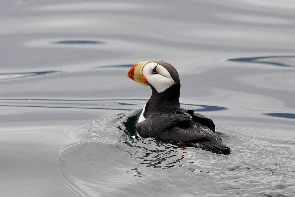 Horned puffin swimming on water. Original public domain image from Flickr