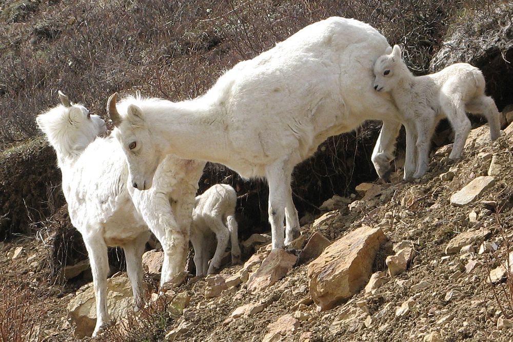 A ewe and lamb group in Denali National Park. Original public domain image from Flickr