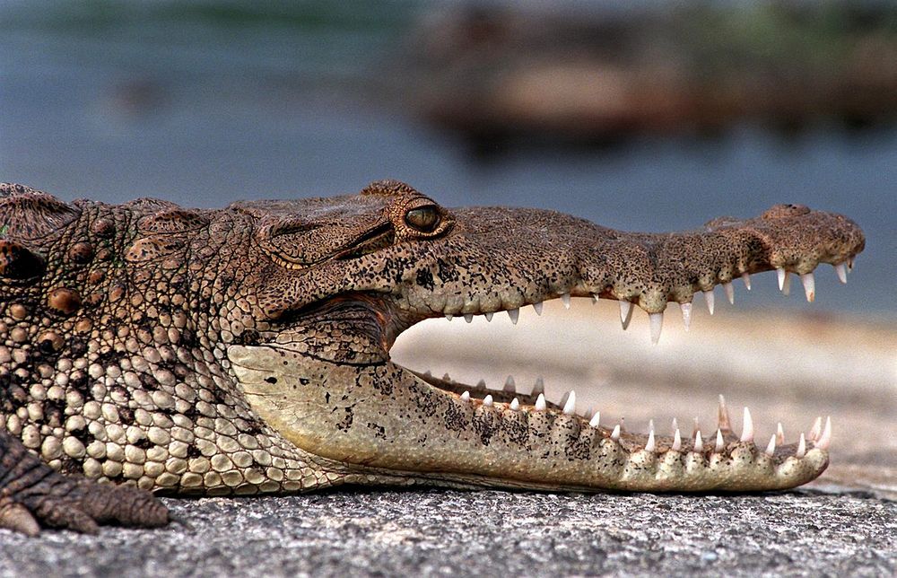 Alligator opening mouth close up. Original public domain image from Flickr