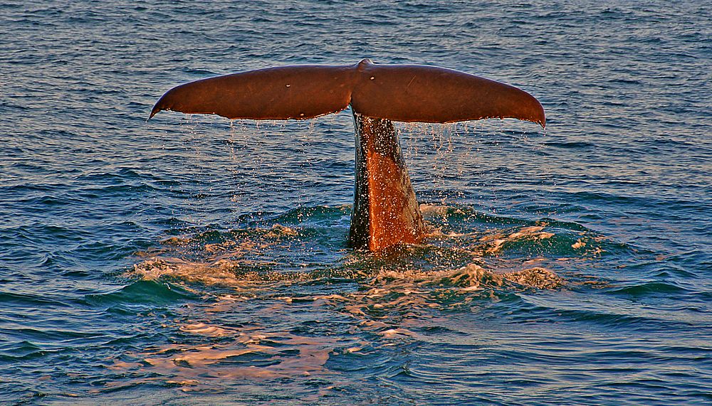 Sperm Whale about to dive.