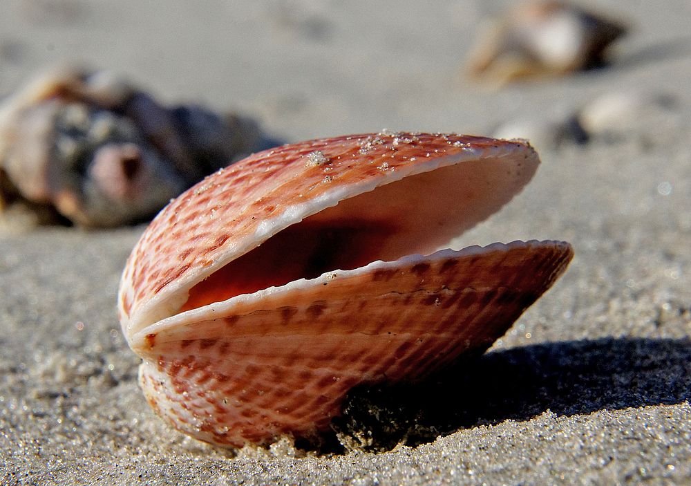 Cockle is the common name for a group of (mostly) small, edible, saltwater clams, marine bivalve molluscs in the family…