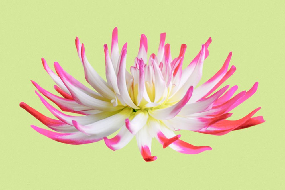 Cactus dahlia, pink and white flower collage element psd