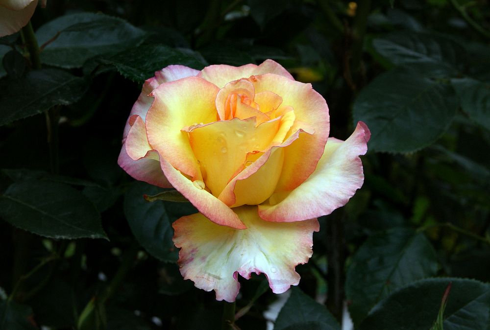 Solitaire rose.Vigorous healthy grower that produces scented classic-shaped yellow flowers with a slight flush of peach.…