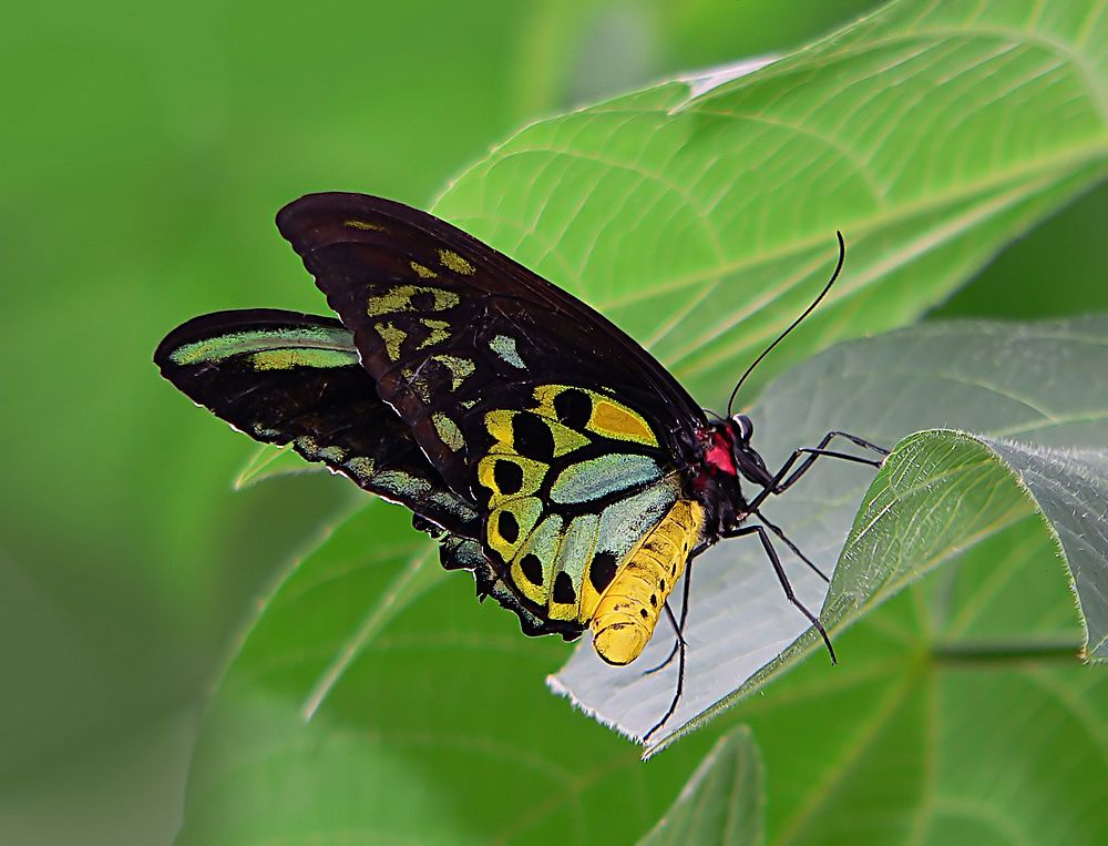 Cairns Birdwing on leaf.The Cairns Birdwing (Ornithoptera euphorion) is a species of birdwing butterfly endemic to…