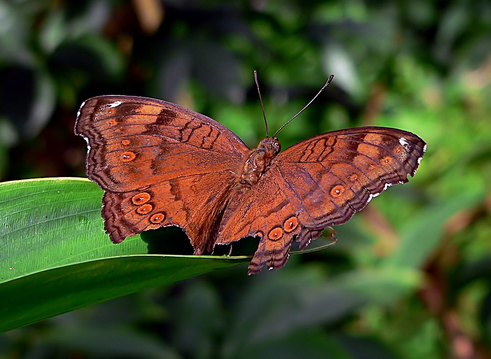 Cruiser butterfly on green leaf. Original public domain image from Flickr