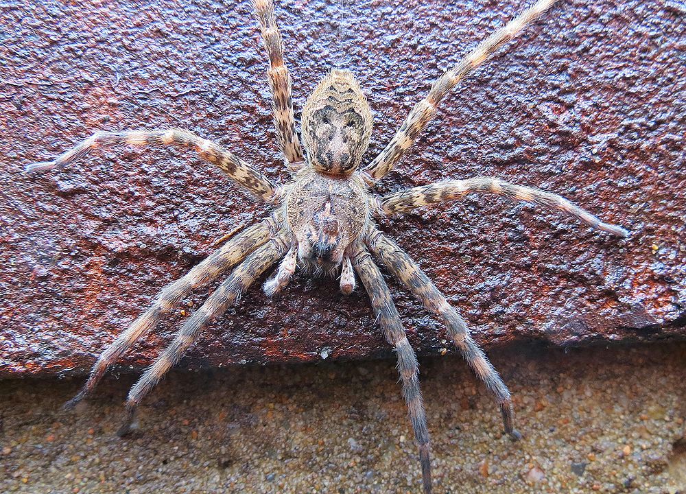 Fishing Spider at Neosho National Fish HatcheryPhoto by Bruce Hallman/USFWS. Original public domain image from Flickr