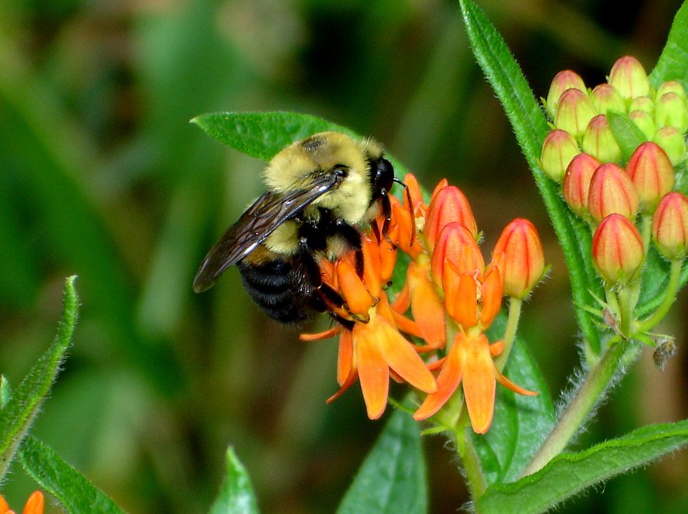 Bumblebee Butterfly WeedBumblebee on butterfly weed. Photo by Rick Hansen/USFWS. Original public domain image from Flickr
