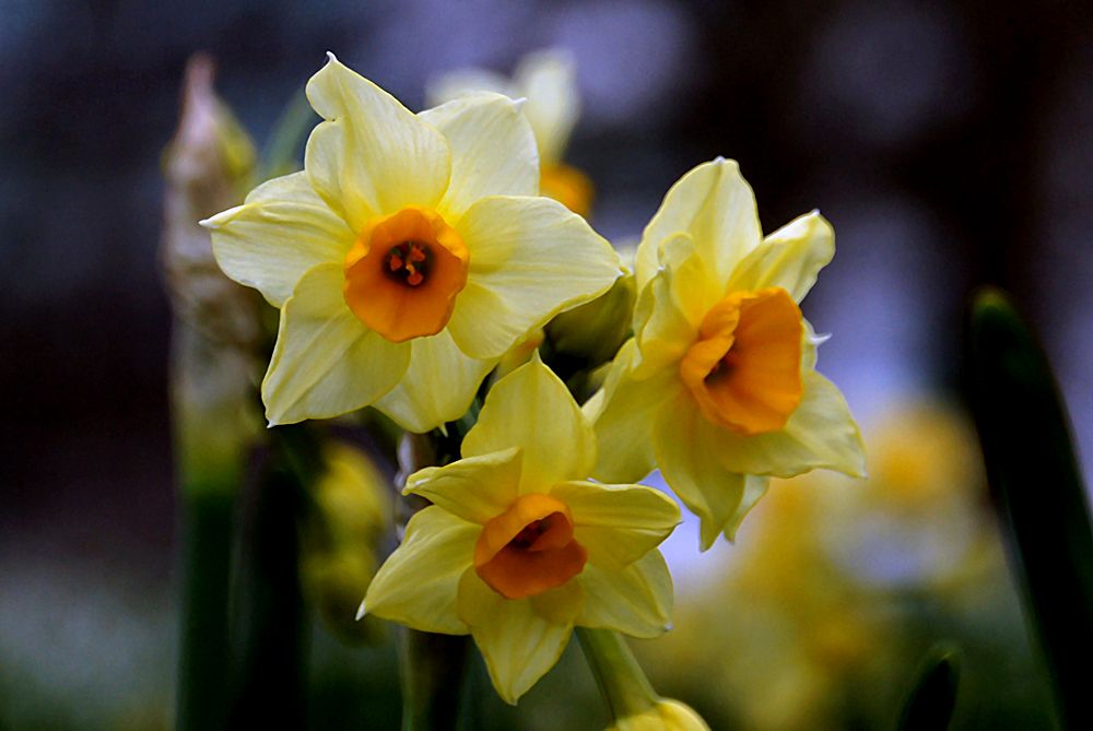 Yellow daffodil background. Original public domain image from Flickr