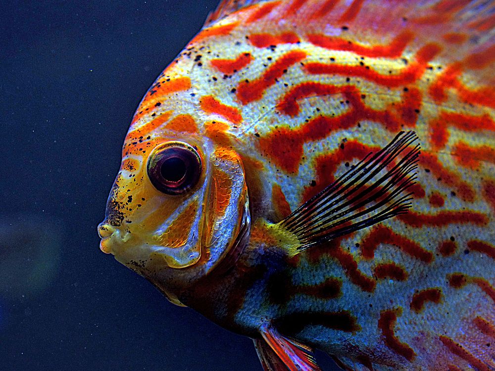 Discus have long been know as the "King of the Aquarium&rdquo; The discus is native to the Amazon and its tributaries.…