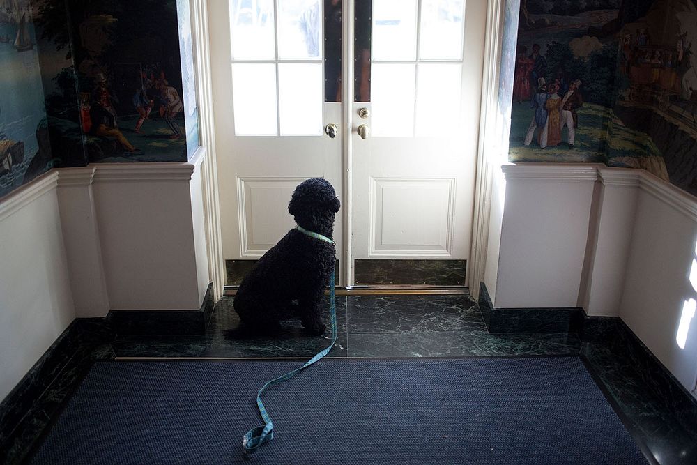 Sunny waits by the door in the Diplomatic Reception Room Vestibule of the White House, Nov. 8, 2013.