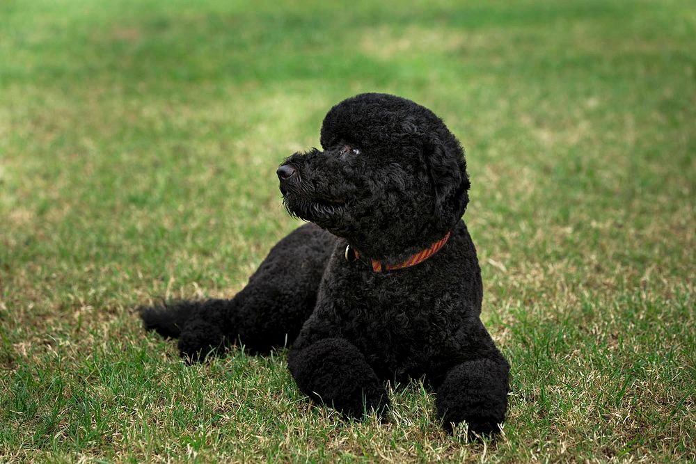 Sunny, the new Obama family pet, lies on the South Lawn of the White House, Aug. 19, 2013.