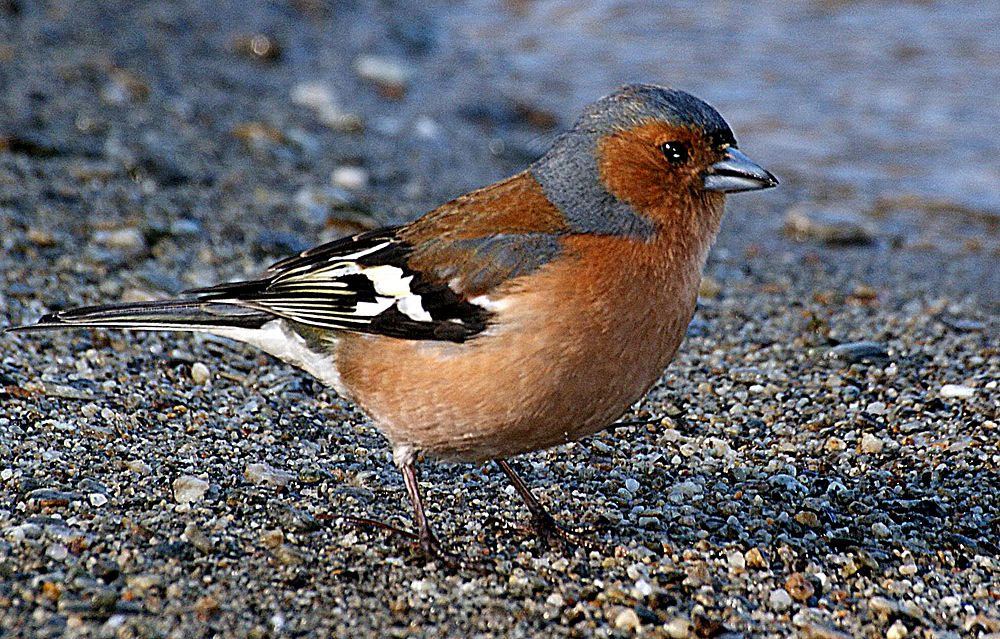 The ChaffinchThe Common Chaffinch, usually known simply as the Chaffinch, is a common and widespread small passerine bird in…