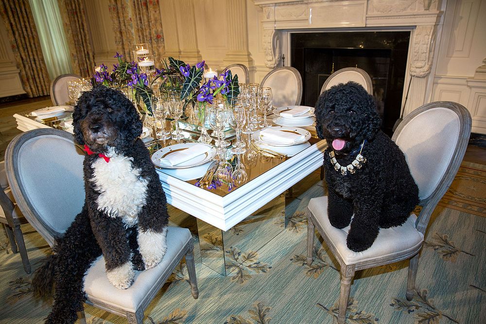 Obama family pets Bo, left, and Sunny sit at a table in the State Dining Room of the White House, Feb. 10, 2014.