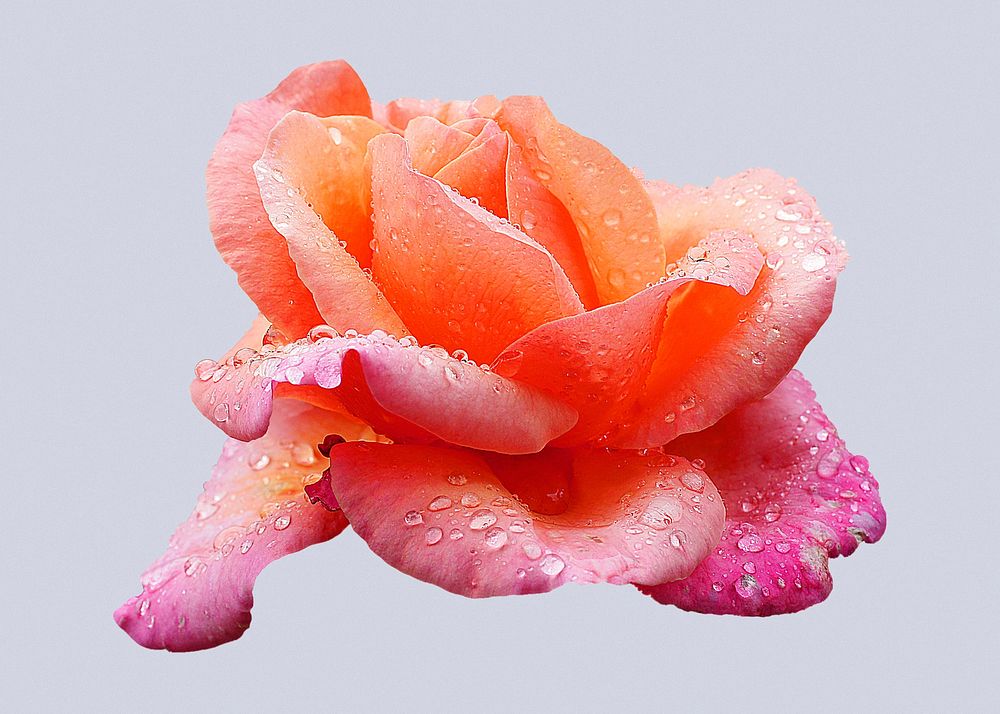 Fyvie Castle rose, wet flower collage element psd