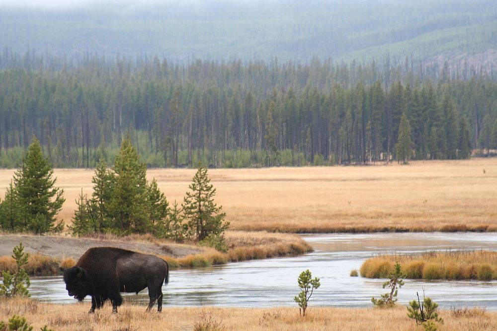 Conserving the North American bison