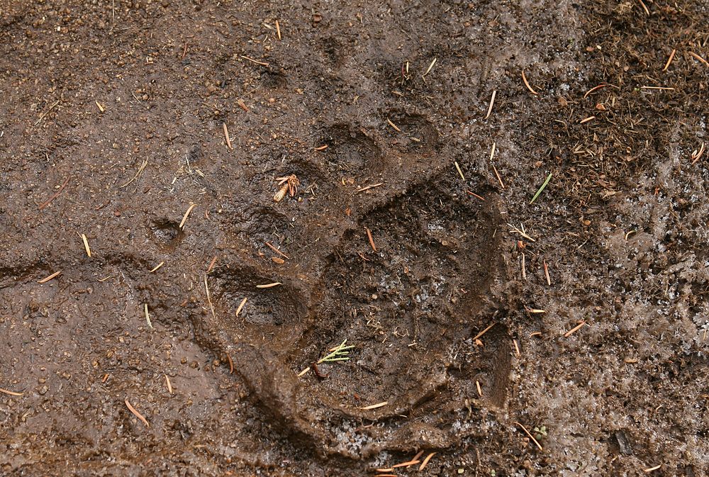 Grizzly track on Yellowstone River Trail by Jim Peaco. Original public domain image from Flickr