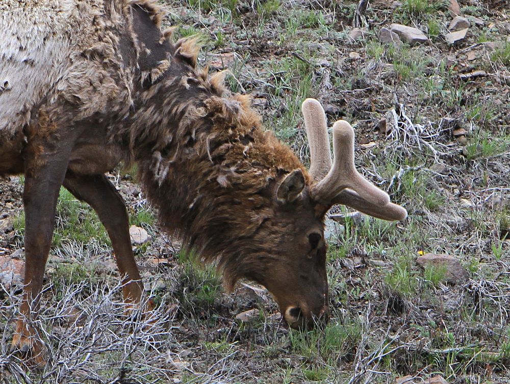 Bull elk in springBull elk losing winter fur with velvet antlers near Phantom Lake by Jim Peaco. Original public domain…