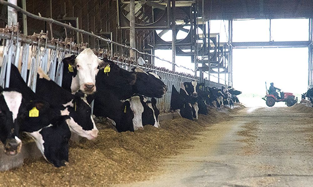 Feeding time free stall heifer | Free Photo - rawpixel