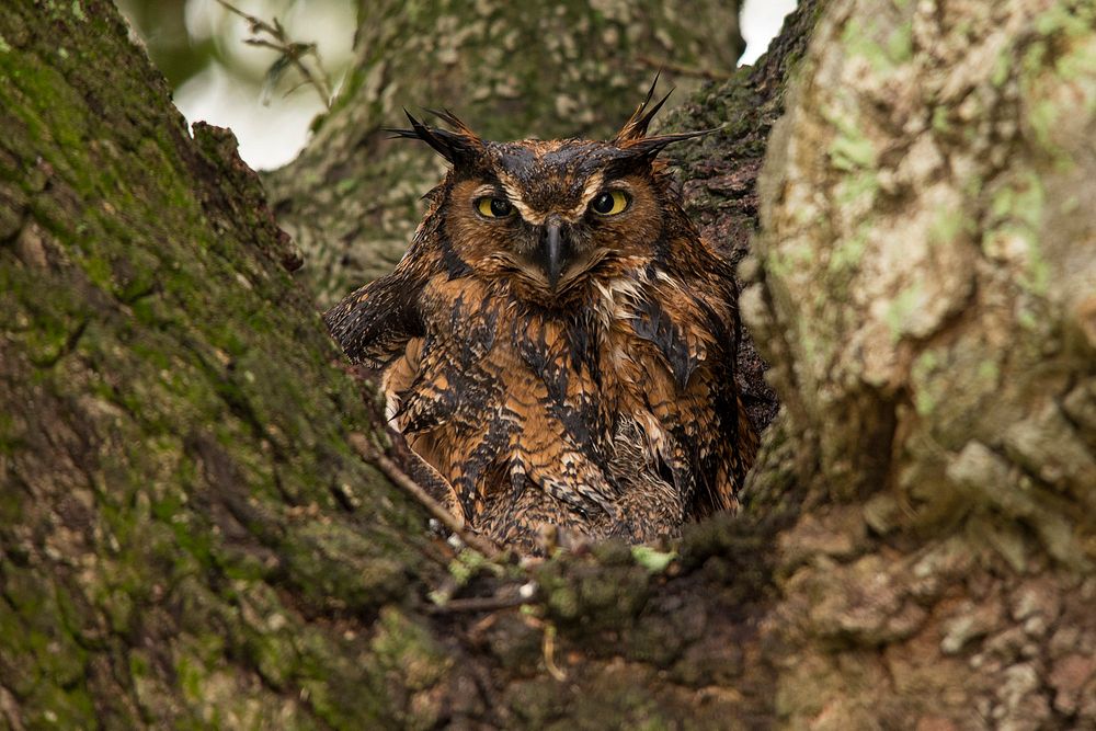 Great Horned owl on tree. Original public domain image from Flickr
