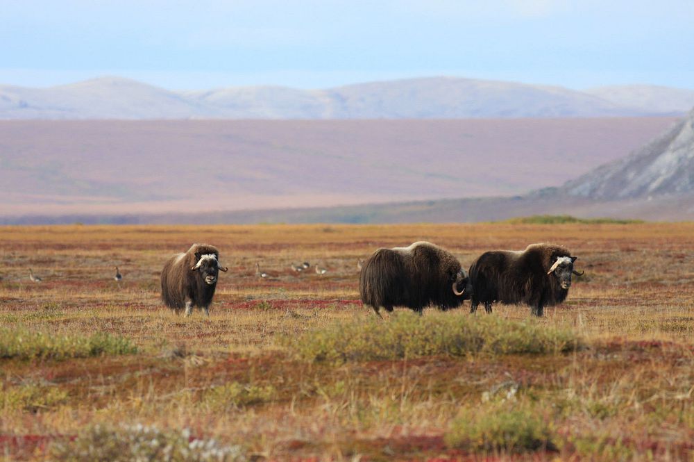 Muskox and Geese - CAKRMuskox and Greater White-fronted Geese on vegetated beach ridges in front of the Igichuk Hills.…