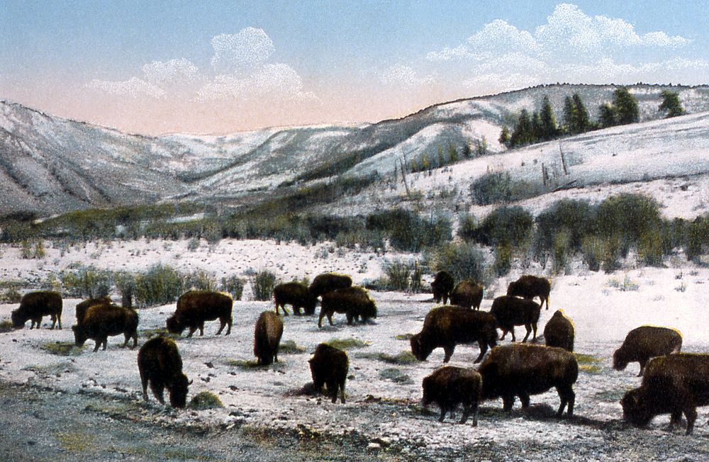  The Buffalo Herd by Frank J Haynes. Original public domain image from Flickr