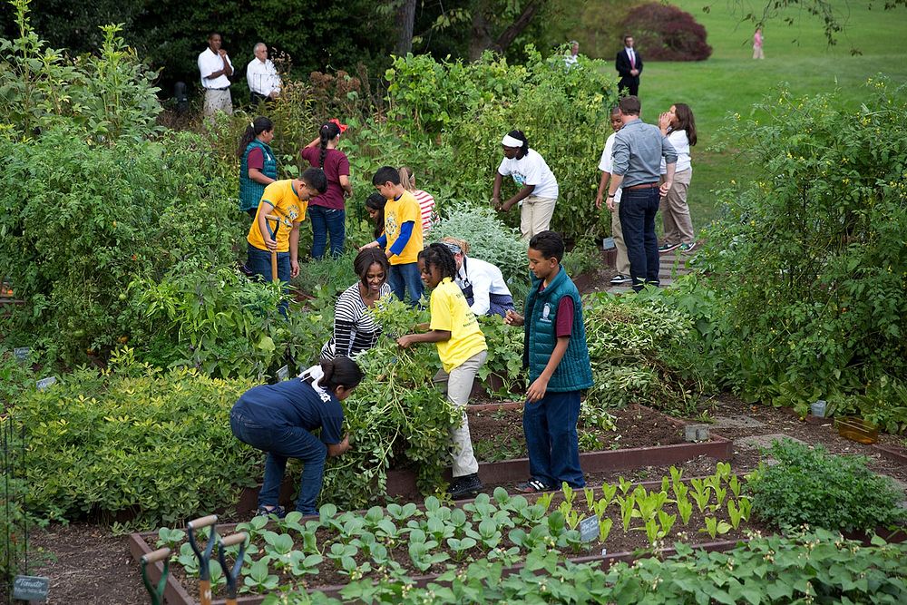 First Lady Michelle Obama joins school children and chefs for the annual fall harvest of the White House Kitchen Garden…