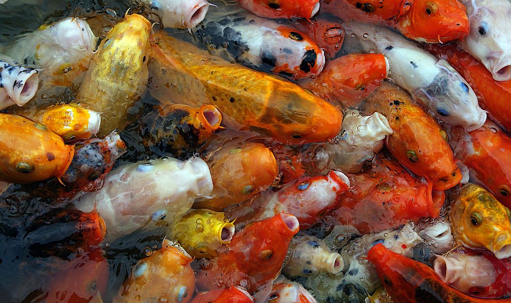 Koi carp, the word koi comes from Japanese, simply meaning "carp." It includes both the dull grey fish and the brightly…