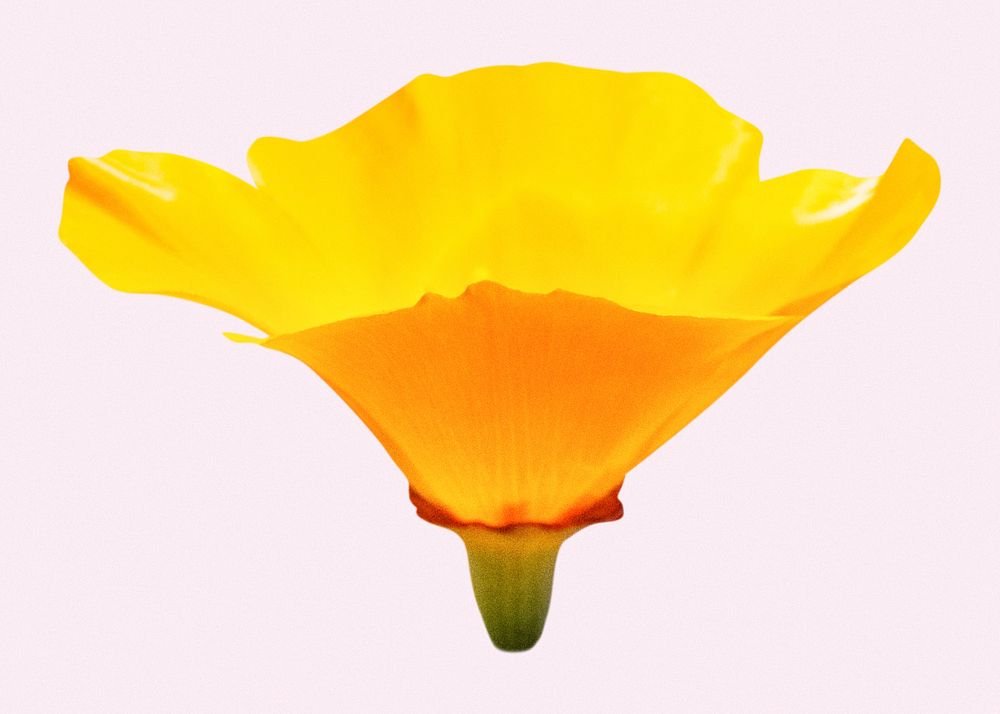Yellow poppy, flower clipart psd
