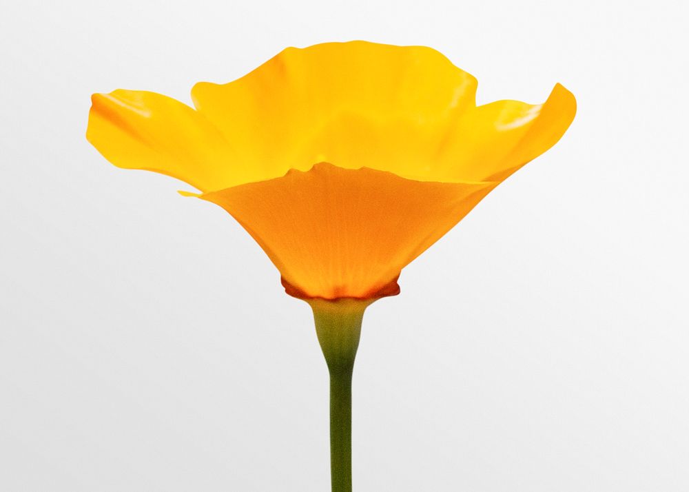 Blooming yellow poppy, flower clipart