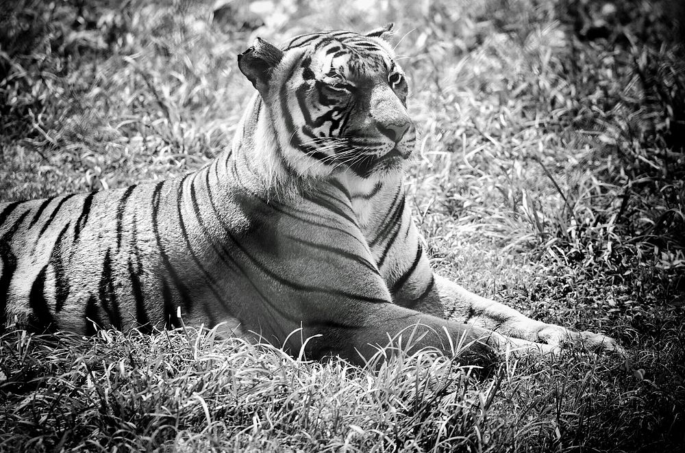 Tiger sitting on grassy field in black and white. Original public domain image from Flickr