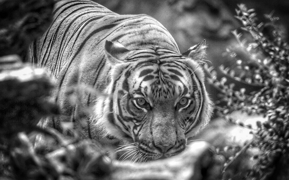 Tiger walking on grassy field in black and white. Original public domain image from Flickr