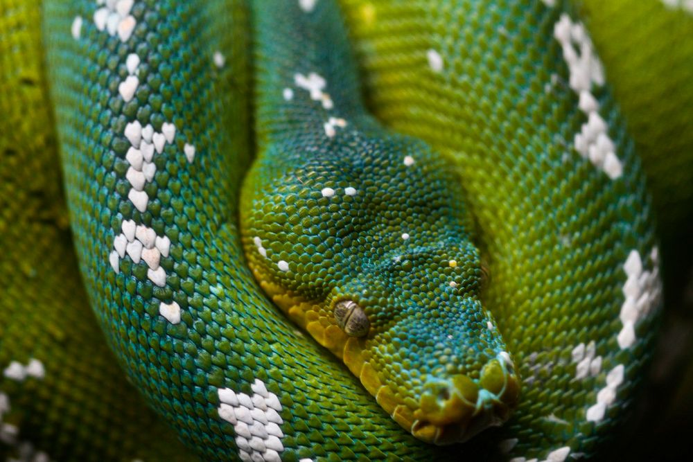 Green tree python. Original public domain image from Flickr