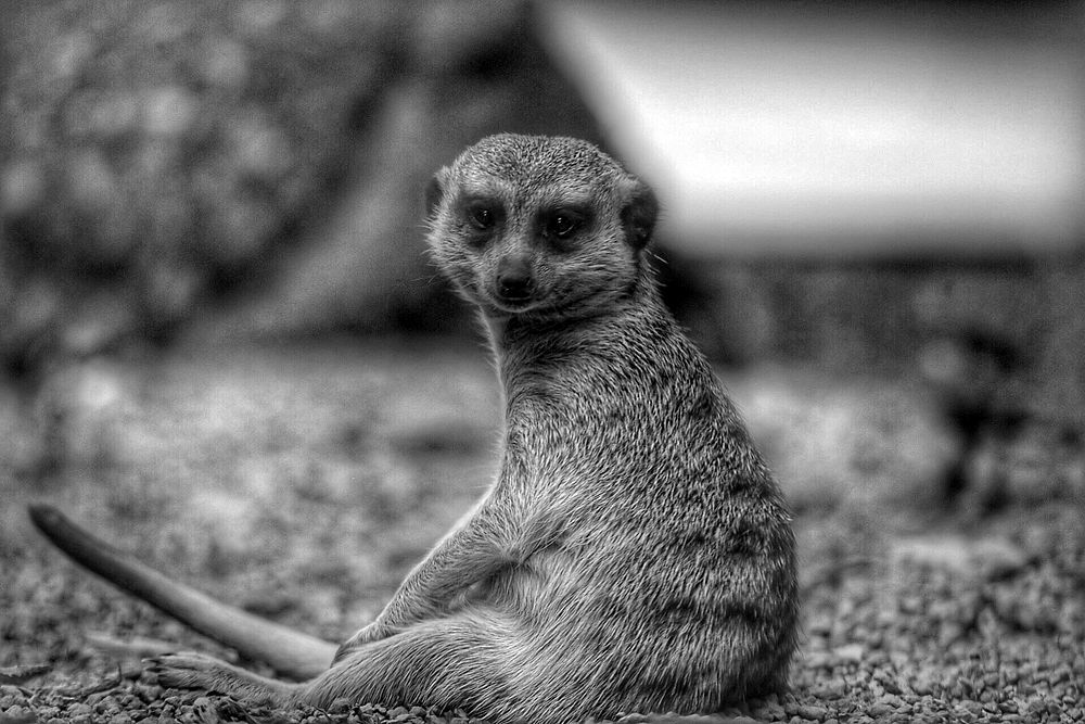 Meerkat sitting on grassy field in black and white. Original public domain image from Flickr
