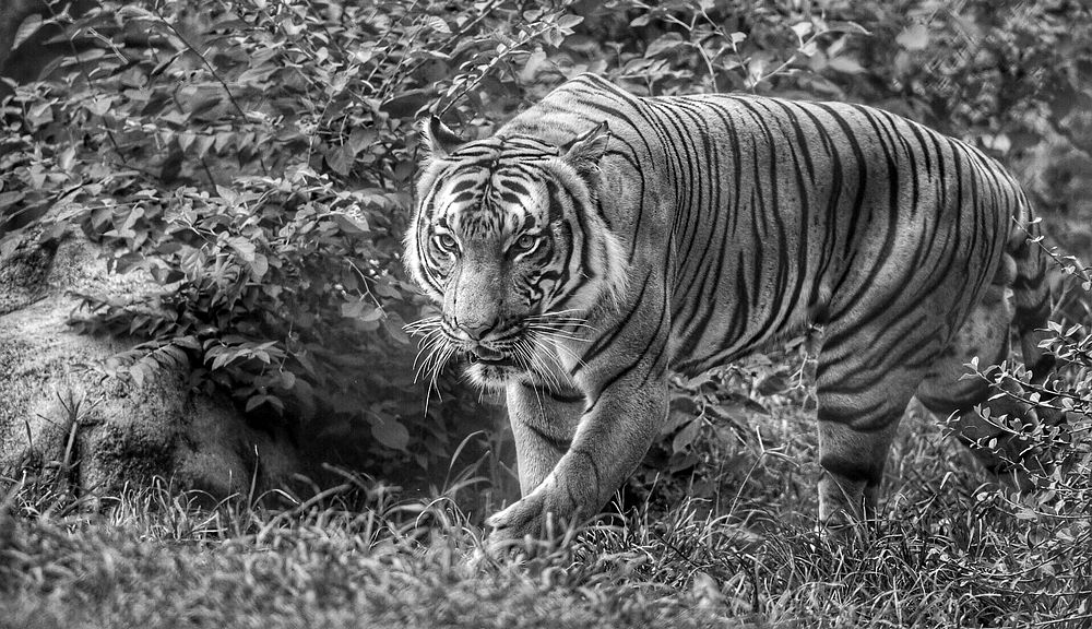 Tiger walking in the zoo. Original public domain image from Flickr