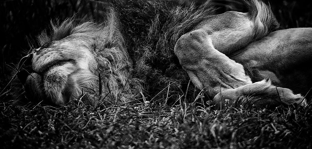 Lion stretching while laying down in black and white. Original public domain image from Flickr