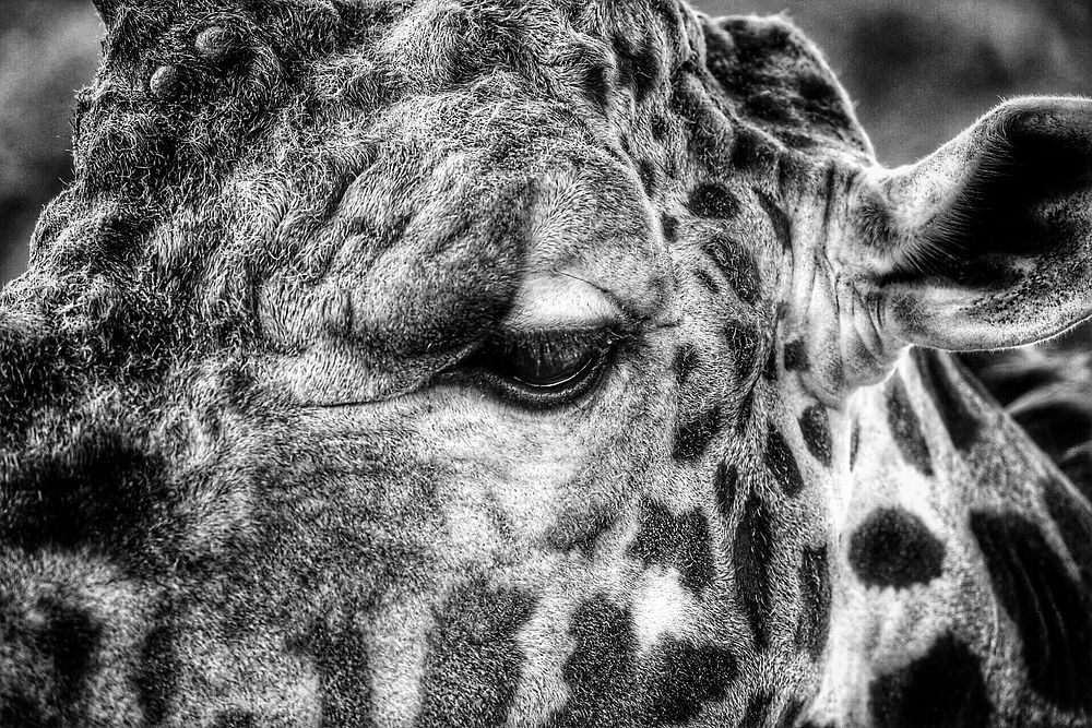 Giraffe. Original public domain image from Flickr