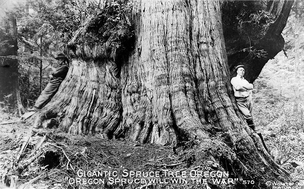 Gigantic Spruce Tree OregonWWI Spruce Production Division - established to harvest wood for military airplane construction…