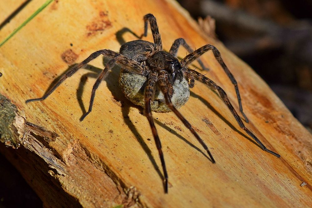 Fishing Spider With Egg SacCheck out this mother fishing spider spotted at Neosho National Fish Hatchery in Missouri! Even…