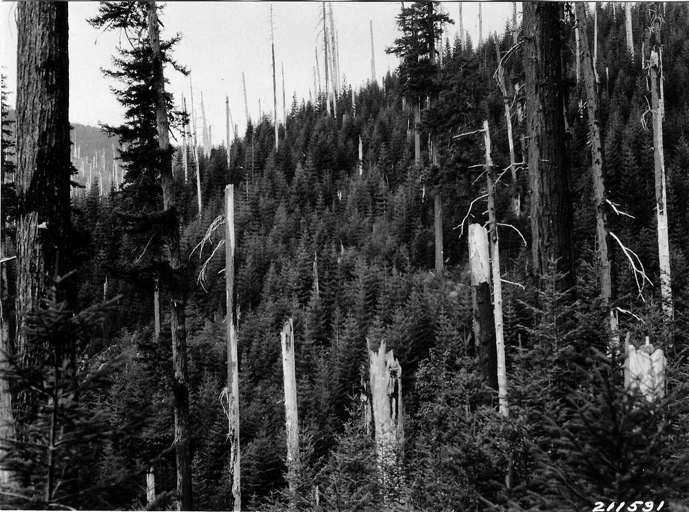 Second Growth, Columbia NF, WA 1927. Original public domain image from Flickr