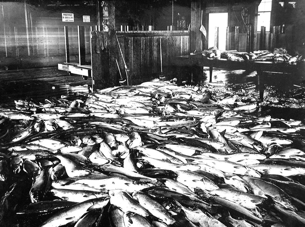 Astoria Salmon Cannery. Original public domain image from Flickr