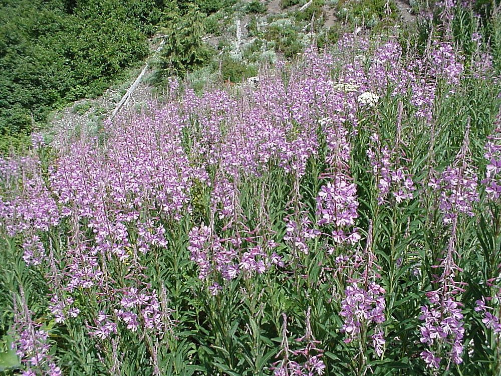Field of Fireweed on Hillside-OlympicOlympic National Forest. Original public domain image from Flickr