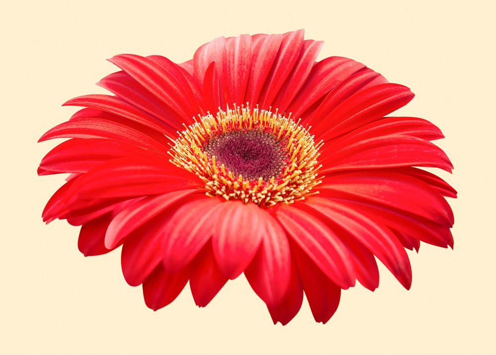 Gerbera daisy, red flower clipart psd