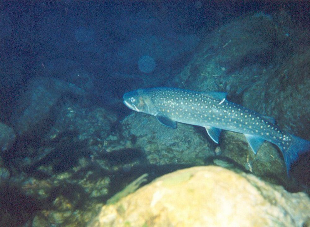 Bull Trout in Stream, Olympic National ForestOlympic National Forest. Original public domain image from Flickr