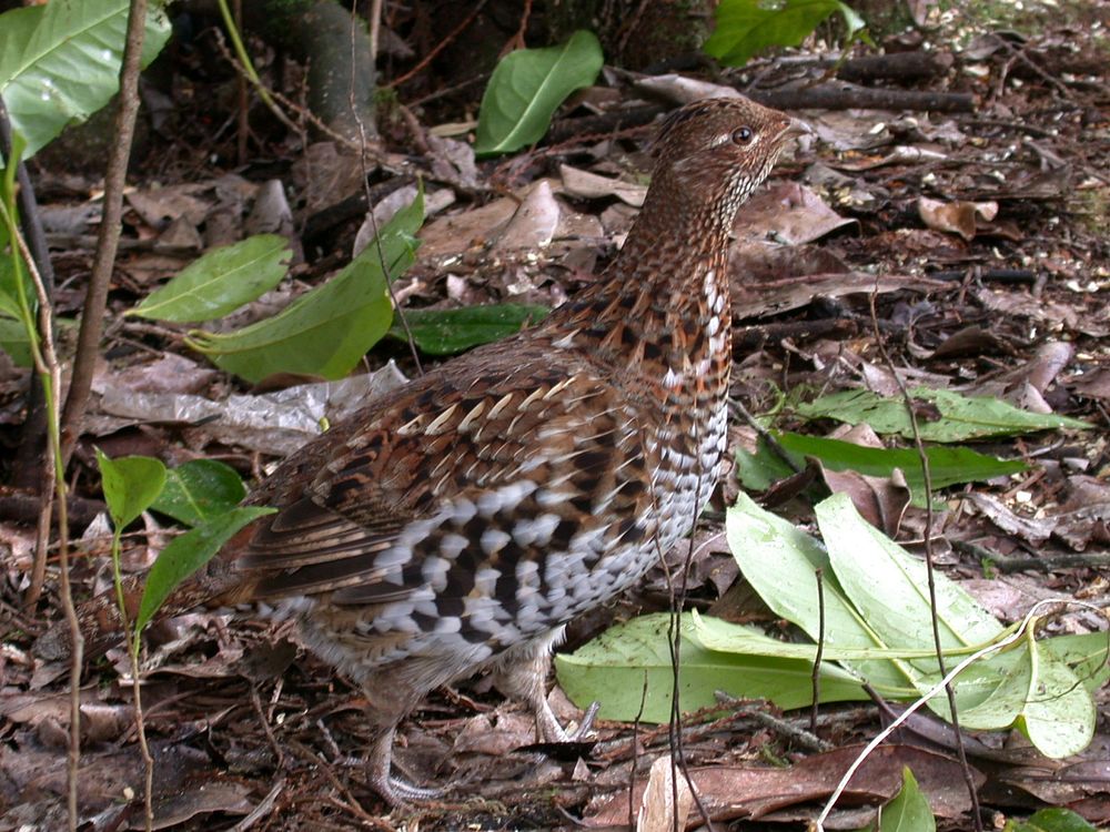 Ruffed Grouse-OlympicOlympic National Forest. Original public domain image from Flickr