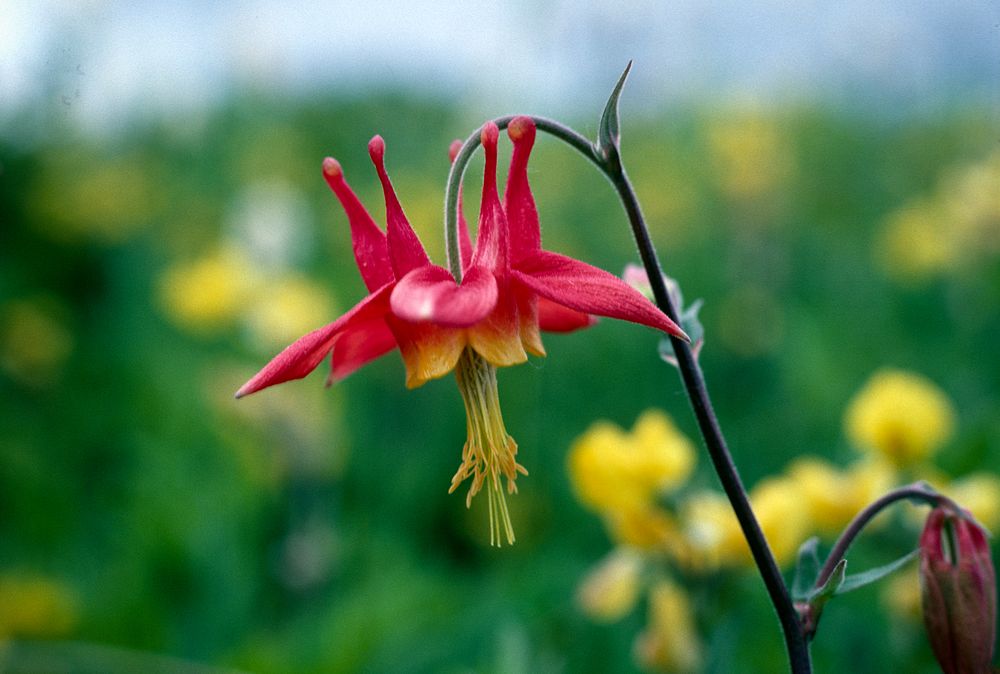 Western Columbine Detail-Unknown. Original public domain image from Flickr