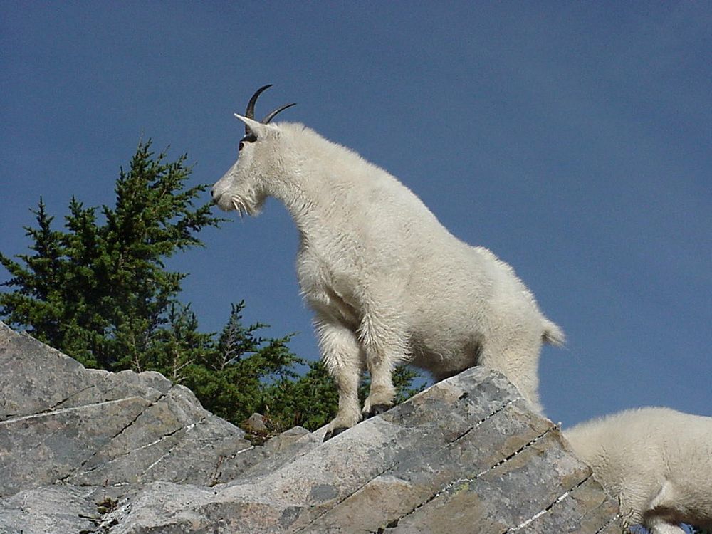 Mountain Goats on Crag, Olympic National ForestMountain goats are wild animals that frequent Mount Ellinor and other areas…