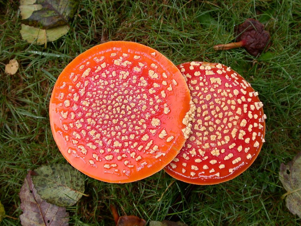 Amanita Mushrooms, Olympic National Forest. Original public domain image from Flickr