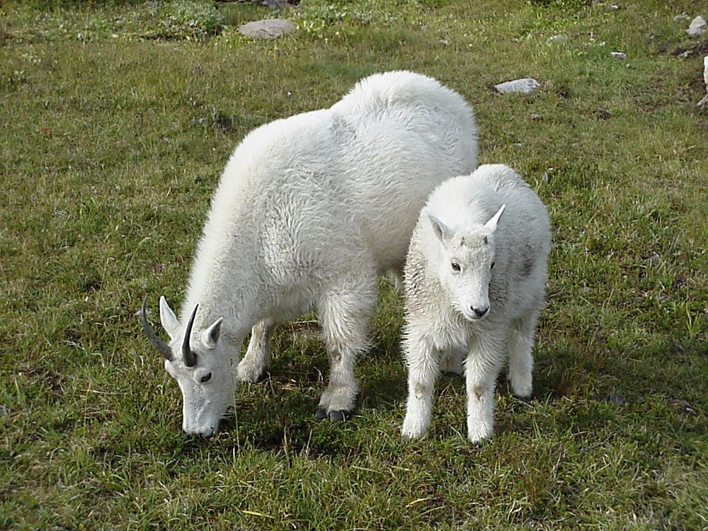 Nanny Goat and Kid in Meadow, Olympic National ForestMountain goats are wild animals that frequent Mount Ellinor and other…