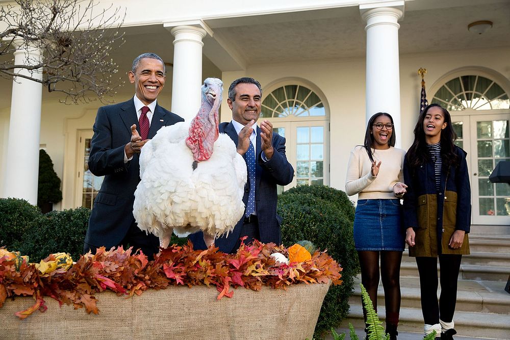 Nov. 25, 2015: "The President and his daughters Sasha and Malia participate in the annual National Thanksgiving Turkey…