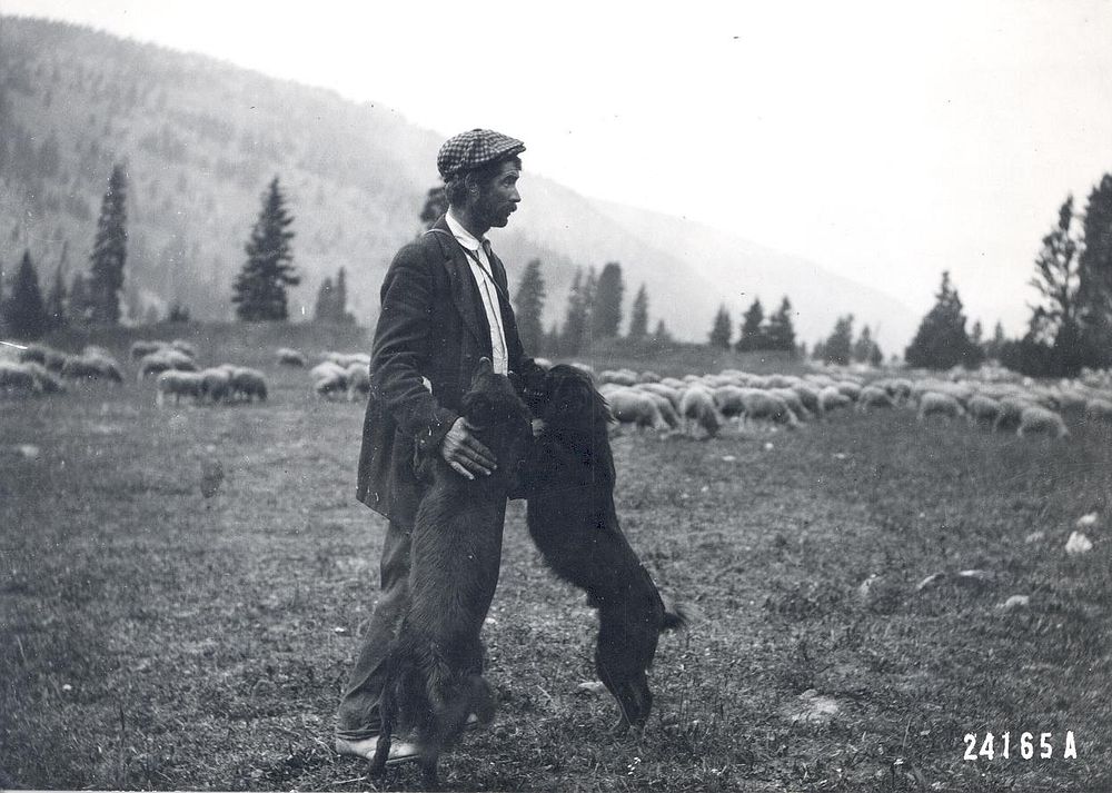 Alec Shaw, Sheep, Sheep herder, dogs. Original public domain image from Flickr